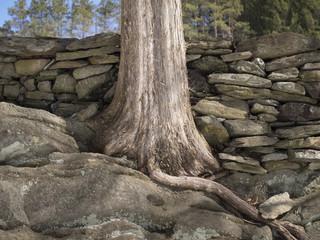 Cedar Tree Growing From a Rock