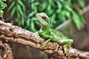 Iguana