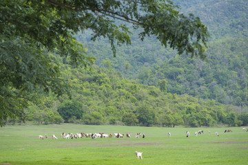 Landscape of pasture .