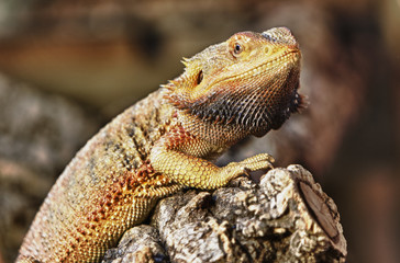 Iguana