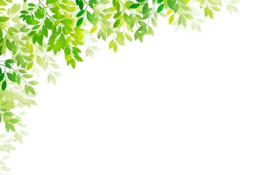 新緑　葉　緑　背景