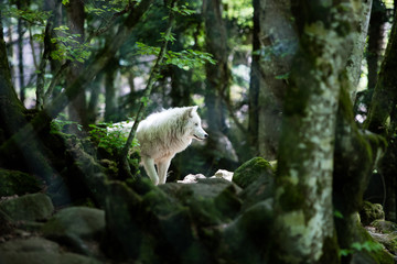 Loup Arctique