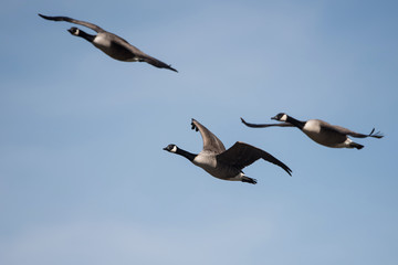 Canada Goose, Branta Canadensis