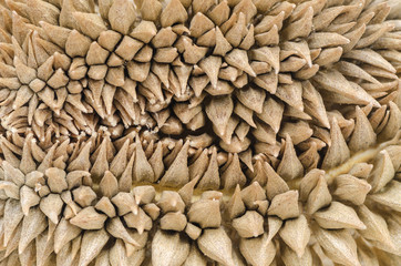 durian texture background