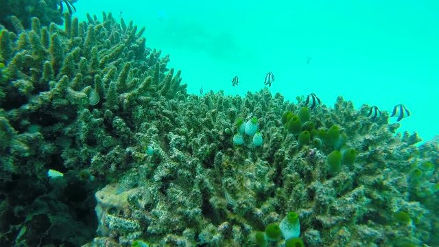 Ocean scenery on shallow coral reef. Underwater video of the ocean. Small fish swim erratically and hidden by algae. Colored corals and fish in the Maldives.