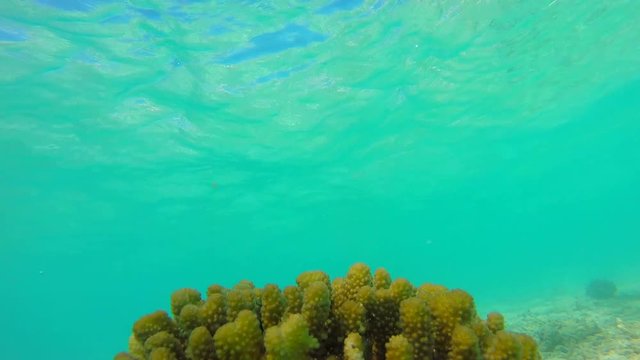 Ocean scenery on shallow coral reef. Underwater video of the ocean. Small fish swim erratically and hidden by algae. Colored corals and fish in the Maldives.