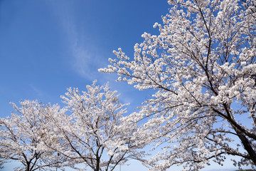 山桜