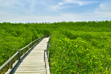 Fototapeta na wymiar the mangrove forest in Thailand