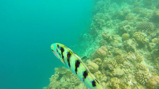 Ocean scenery on shallow coral reef. Underwater video of the ocean. Small fish swim erratically and hidden by algae. Colored corals and fish in the Maldives.