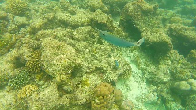 Ocean scenery on shallow coral reef. Underwater video of the ocean. Small fish swim erratically and hidden by algae. Colored corals and fish in the Maldives.