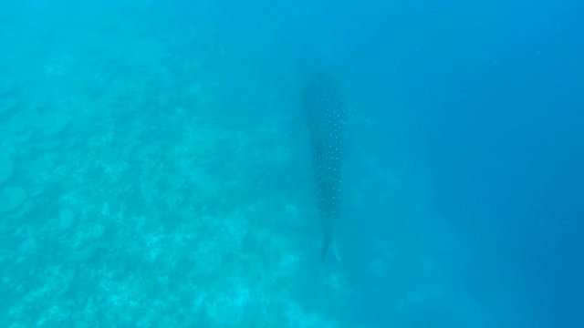 Ocean scenery on shallow coral reef. Underwater video of the ocean. Small fish swim erratically and hidden by algae. Colored corals and fish in the Maldives.