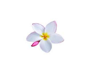 Fototapeta na wymiar (With clipping path) Isolated beautiful sweet white flower plumeria frangipani