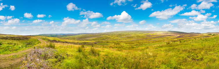 Fototapeta premium Fields of heather in Scotland