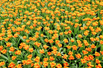 Tulips garden