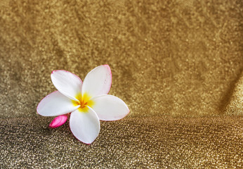Fototapeta na wymiar Pink flower frangipani in white on bokeh background
