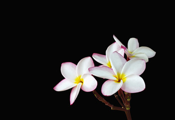 Fototapeta na wymiar Beautiful frangipani flowers bunch on dark background and blurred heart shape pebble