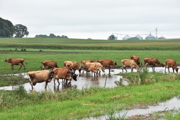 Cows in Water