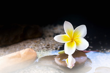 Fototapeta na wymiar plumeria or frangipani decorated on water and pebble rock in zen style