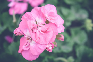 pink carnation flower, spring background