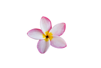 (With clipping path) Isolated beautiful sweet white plumeria  frangipani