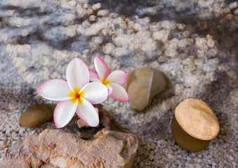 Flower plumeria or frangipani on green leaf and water