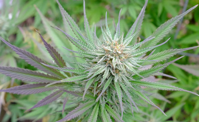 Cannabis in flower (Bud)