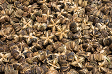 Inka Erdnuss Sacha Inchi