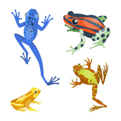 Frog cartoon tropical animal cartoon nature icon funny and isolated mascot character wild funny forest toad amphibian vector illustration.