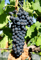 Grapes for wine production