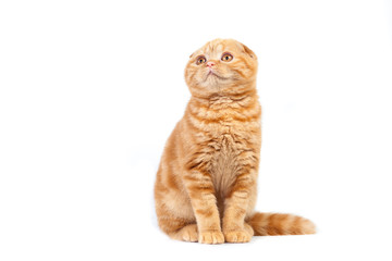 Cute tabby kitten isolated on white.