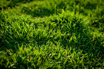 Fototapeta premium Green Grass rice field. Concept of ecology. Natural background