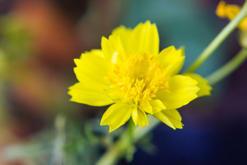 close up of yellow flowers