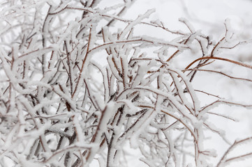 Leafless branches of a frozen bush covered in snow, with a blurred snow background.
