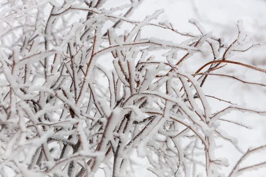 Leafless branches of a frozen bush covered in snow, with a blurred snow background.