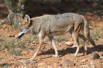 Naklejka na ściany i meble Western Coyote (Canis latrans)