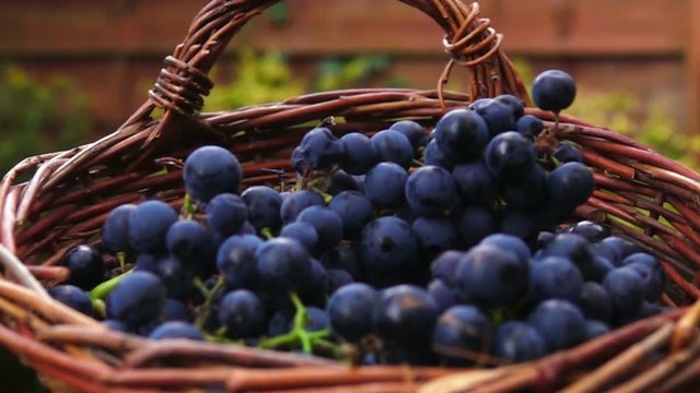 Bunch of grapes falling in the basket of ripe grapes