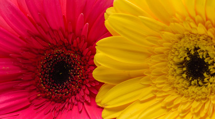Magenta and yellow flowers macro