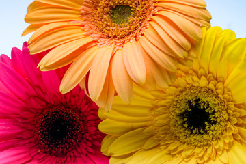 Orange, red, and yellow flowers
