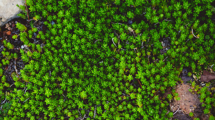 Greed Sedum Flowers Blooming in Spring Garden Flower bed