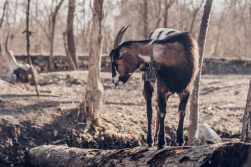 Domestic Goat with Authentic metal Bell Outdoors