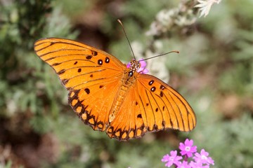 Gulf Fritillary (Agraulis vanillae)