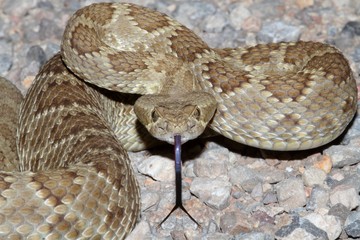 Fototapeta premium Mojave Rattlesnake (Crotalus scutulatus)