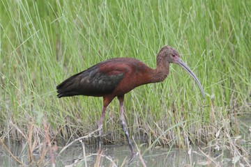 White-faced Ibis (Plegadis chihi)