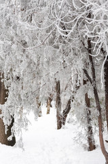 Time stands still - Winter scene in the park that gives an eerie feeling. 