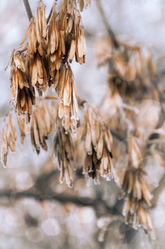 Detail of frozen dry leaves on a tree branch aganist blured background.
