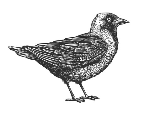 Hand-drawn bird. Animal sketch. Vector illustration