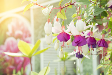 The fuchsia flower in the garden with the lighting effect - obrazy, fototapety, plakaty