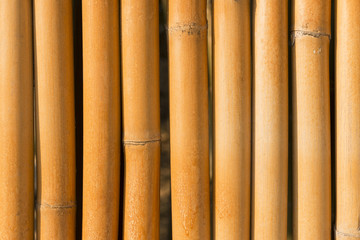The dry bamboo background with the sun light