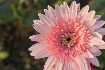 The pink gerbera daisy flower with the sun light