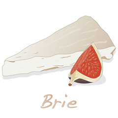 Brie cheese vector  isolated